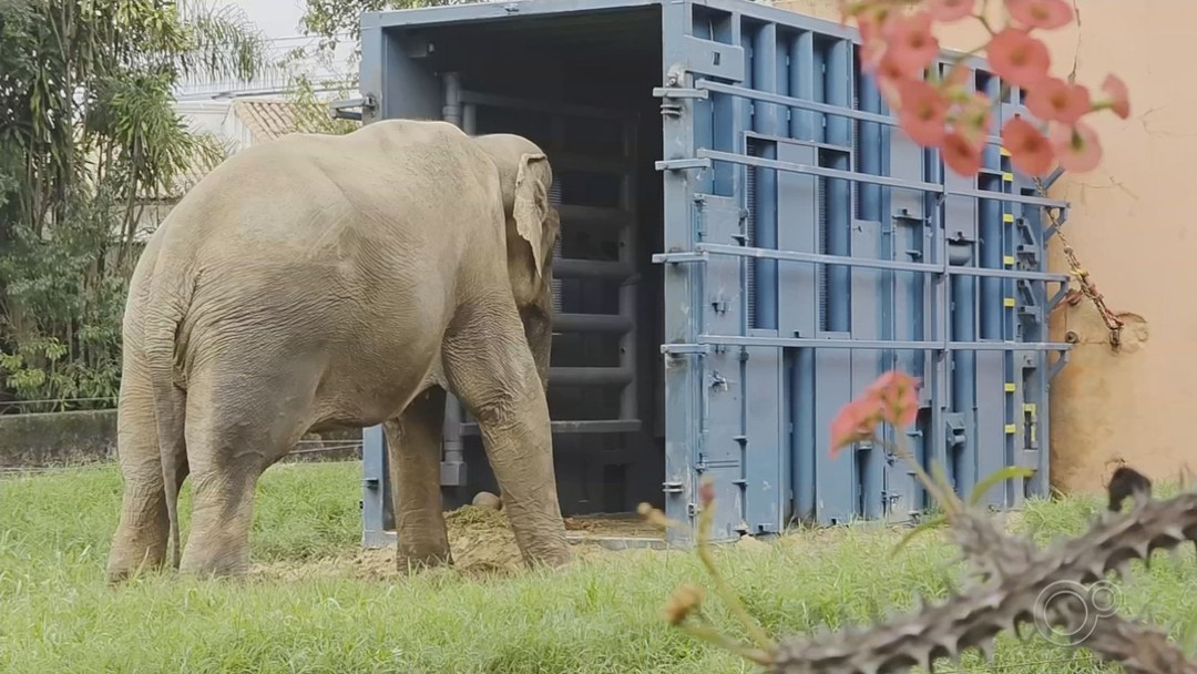 Elefante Sandro entra em caixa de transporte no zoo de Sorocaba e inicia adaptação para viagem ao Santuário de MT